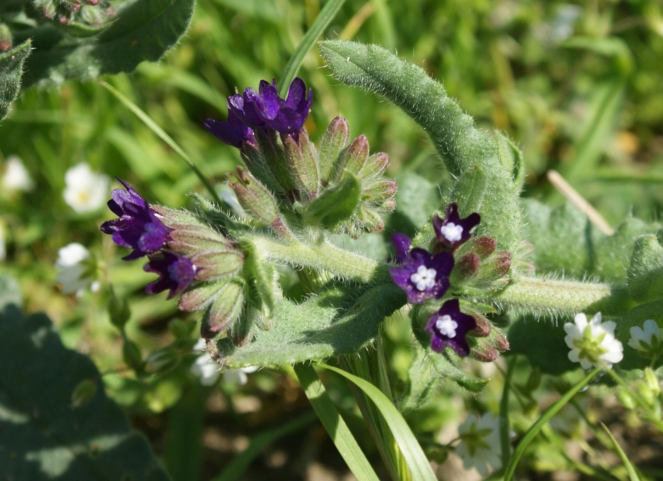 Anchusa undulata L. subsp. hybrida (Ten.) Bg.